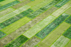 Kırk Yama Yeşil Patchwork Pamuk Yün El Dokuma Halısı 247x308 Agacan